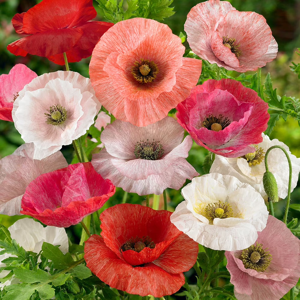 Papaver rupifragum Orange Feathers Flower Seeds – Perennial Poppy for Planting