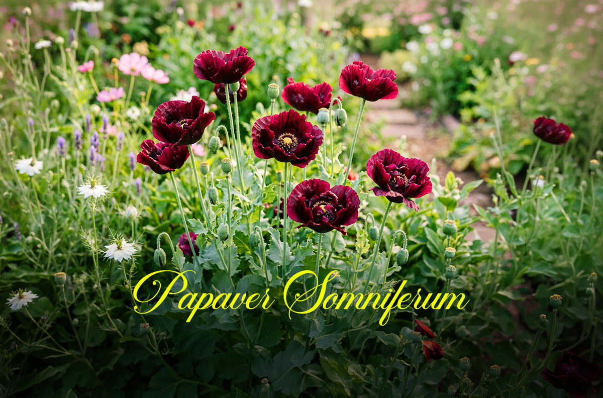 OrganicSeedsHub