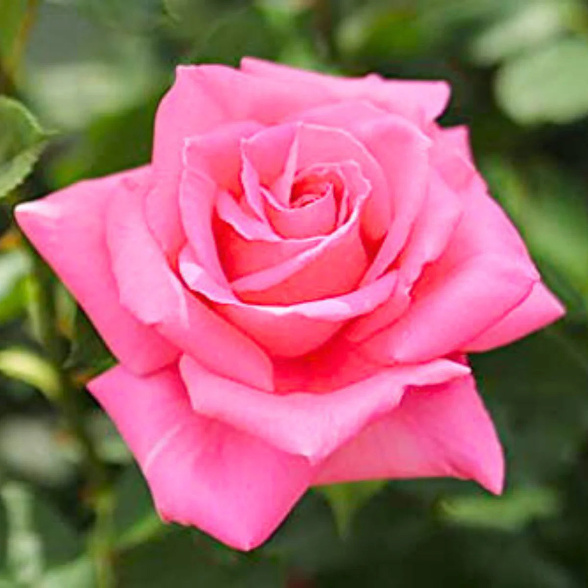 pink-rose-flower-seeds-for-garden-planting