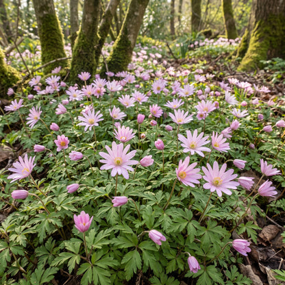Pink Blanda Star Flower Seeds for Planting