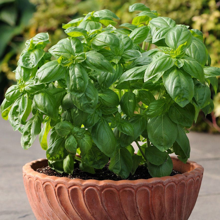 basil-dolce-fresca-seeds-premium-sweet-italian-basil