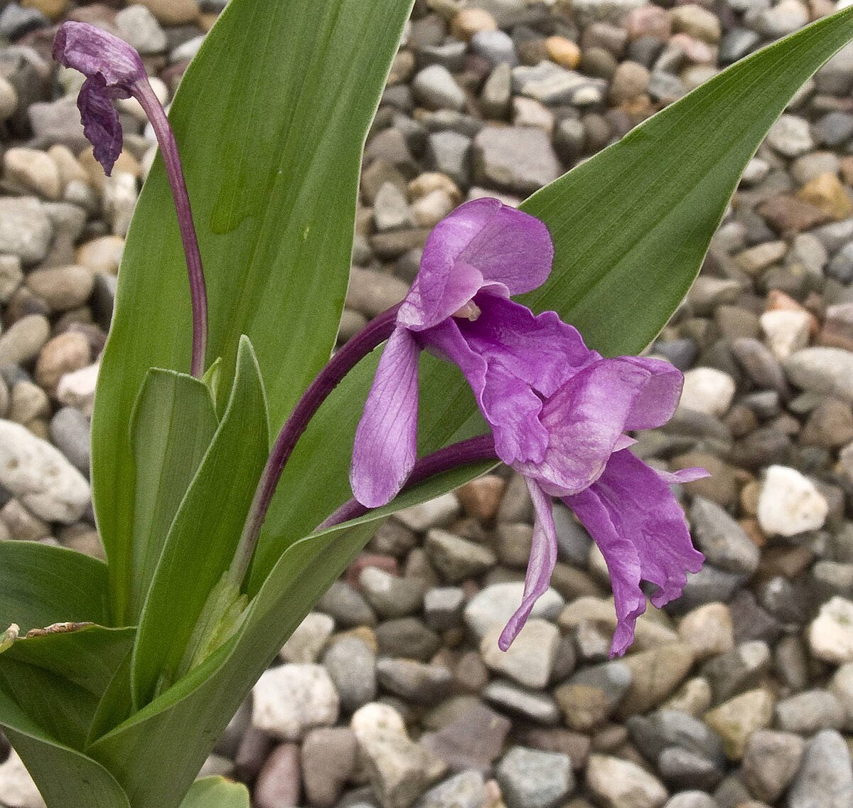 Roscoea alpina Flower Seeds – Alpine Perennial for Planting
