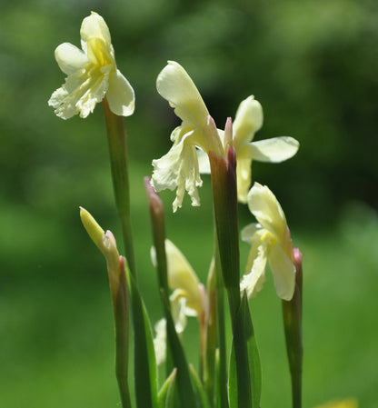 Roscoea cautleyioides Flower Seeds – Alpine Perennial for Planting
