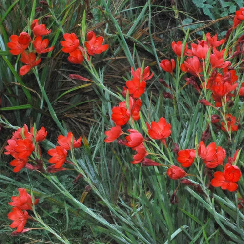 schizostylis-mixed-colours-flower-seeds-for-planting