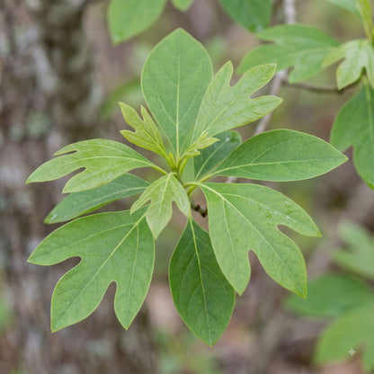 Sassafras Seeds for Planting