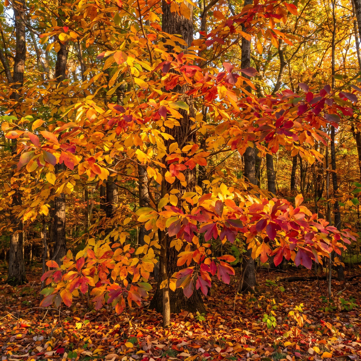 sassafras-seeds-for-planting