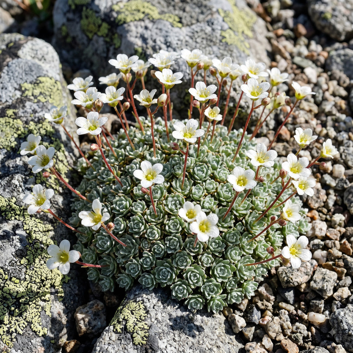 Saxifraga Federici-Augusti Grisebachii Flower Seeds for Garden Planting
