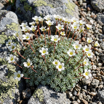Saxifraga Federici-Augusti Grisebachii Flower Seeds for Garden Planting