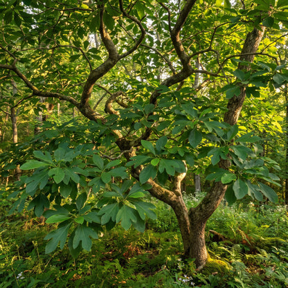 Sassafras Seeds for Planting