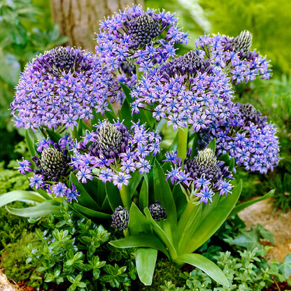 Scilla peruviana Peruvian Squill Flower Seeds for Planting