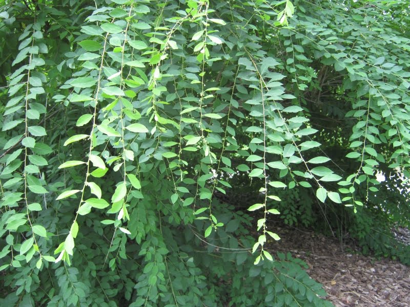 Securinega Suffruticosa Seeds for Garden Planting