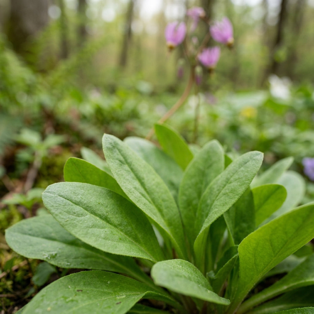 Dodecatheon Meadia Flower Seeds - Shooting Star Flower Seeds for Garden