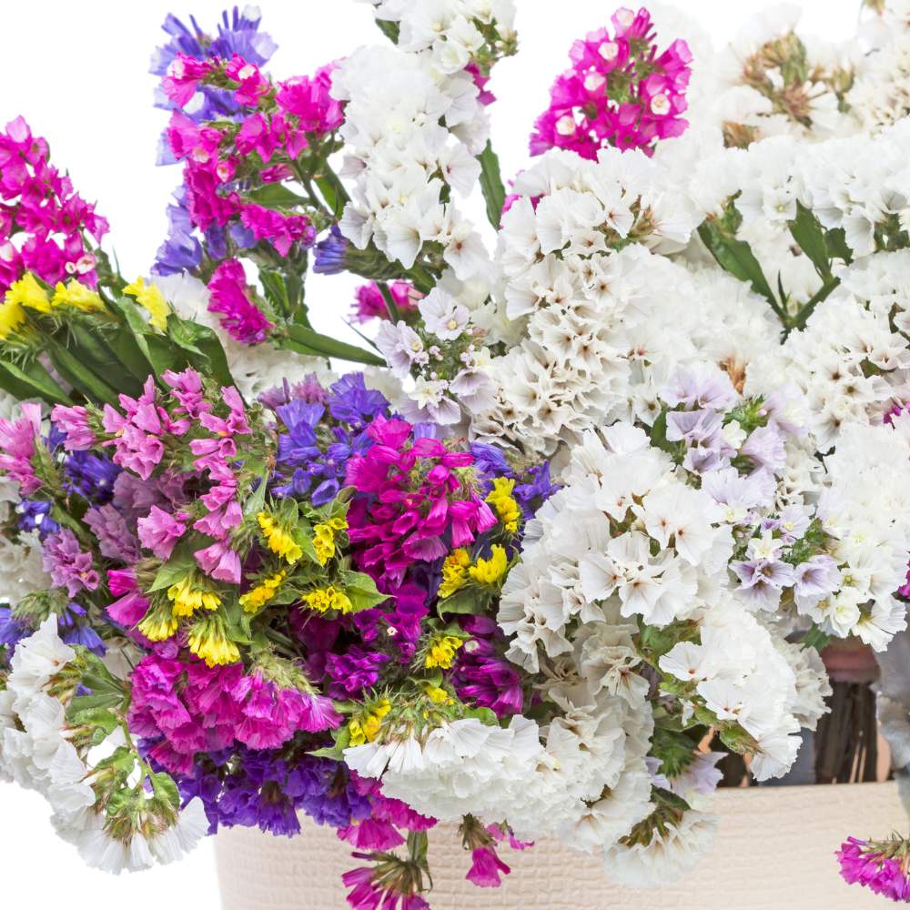 Statice Pacific Mixed Color Seeds - Statice Flower Seeds for Garden