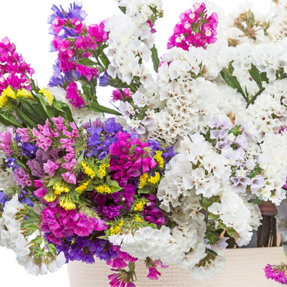 Statice Pacific Mixed Color Seeds - Statice Flower Seeds for Garden