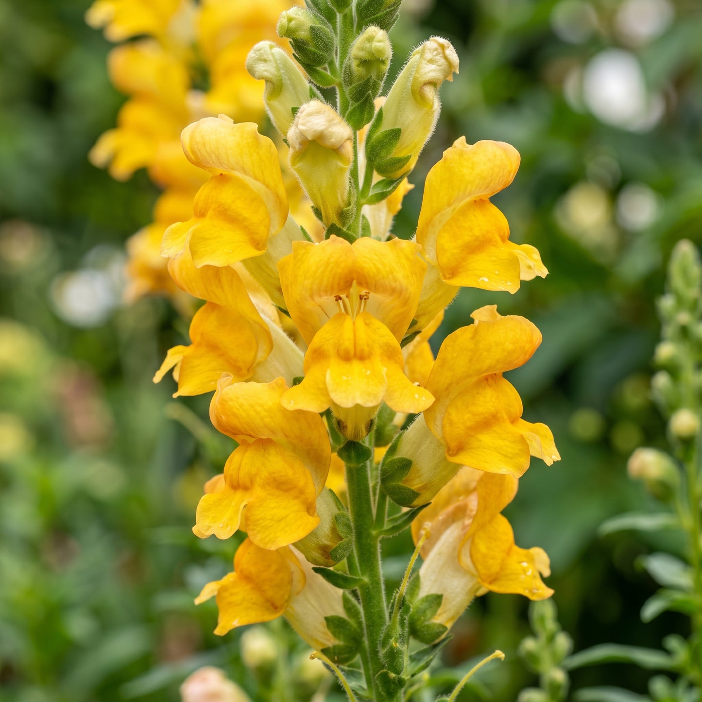 Golden Yellow Snapdragon Flower Seeds for Garden Planting