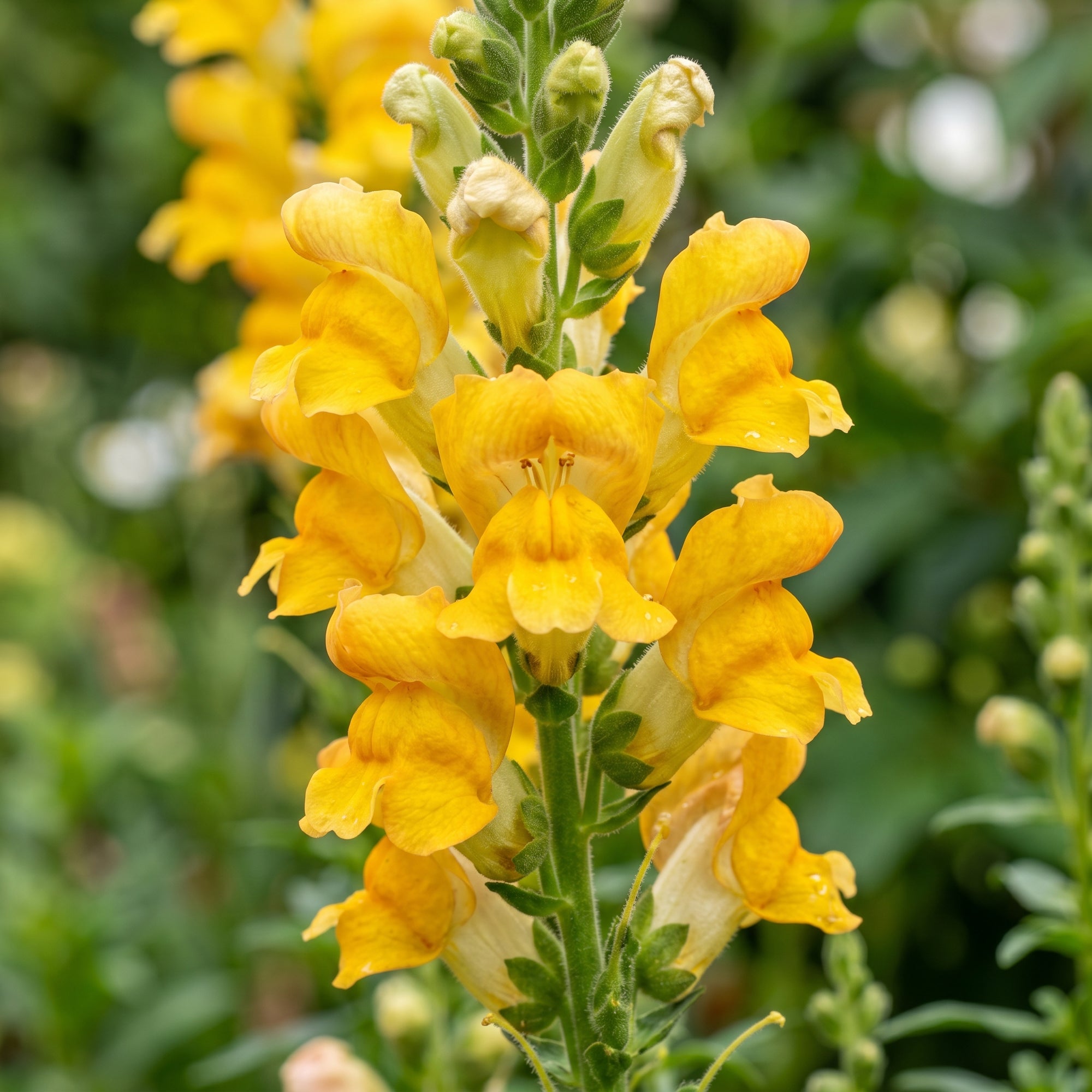 golden-yellow-snapdragon-flower-seeds-for-garden-planting