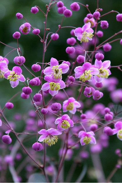 Thalictrum Rochebrunianum Flower Seeds - Meadow Rue Flower Seeds for Garden