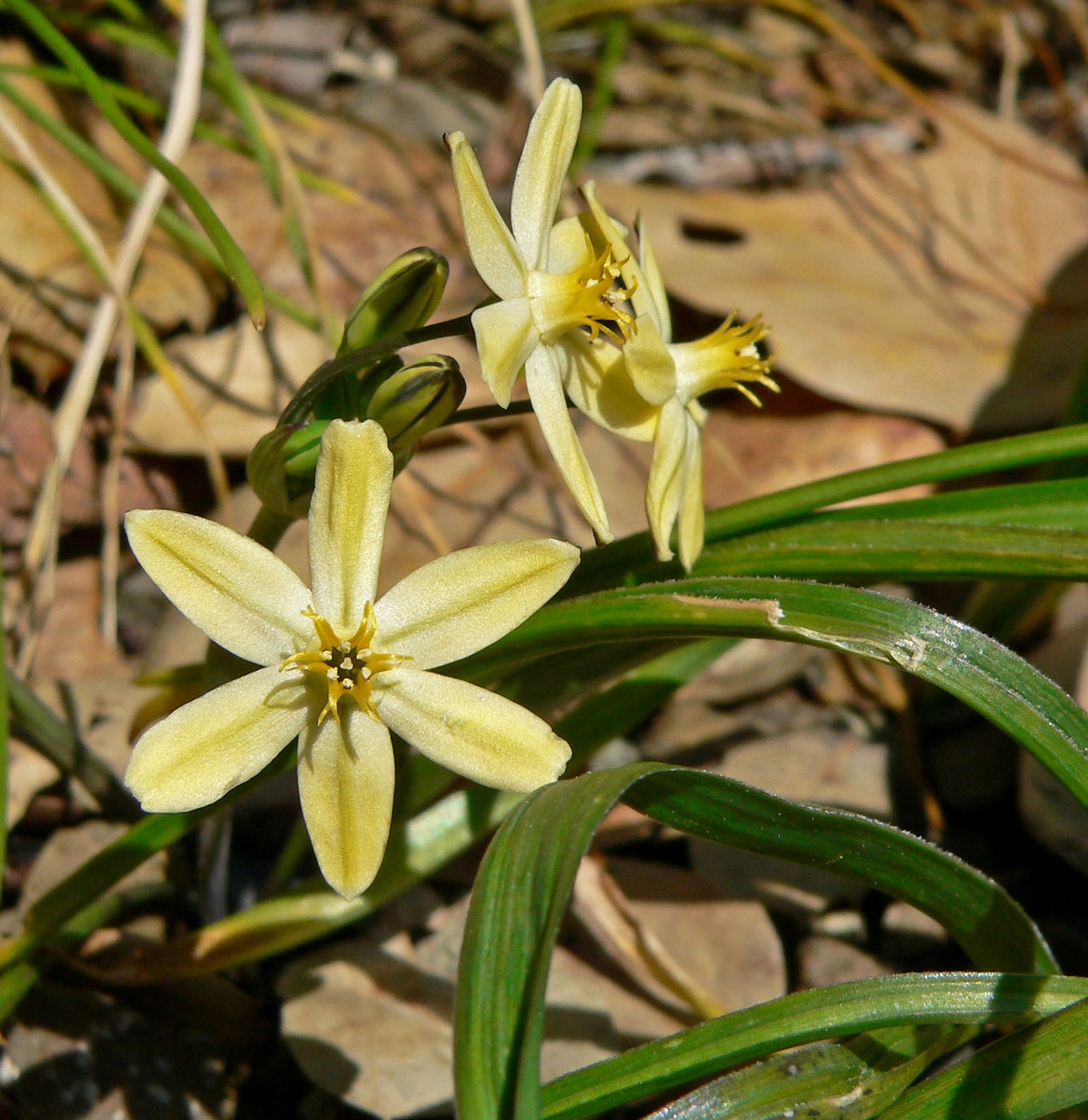 Triteleia ixoides Flower Seeds – Golden Star for Planting