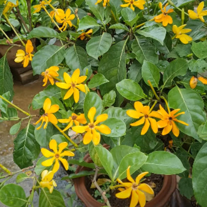 Gandharaj Yellow Flower Seeds for Garden Planting