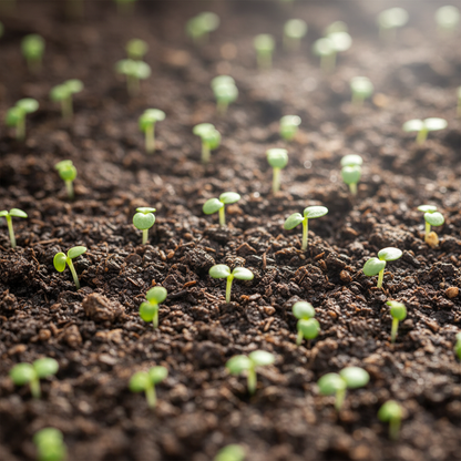 Verbena Ideal Mix Flower Seeds