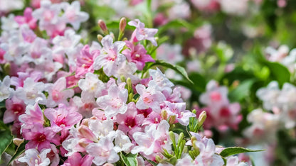 Weigela Florida Versicolor Seeds for Garden Planting