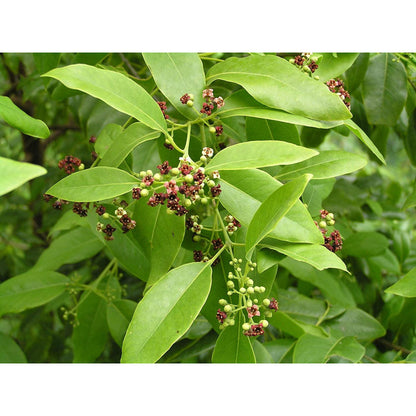 Santalum album Seeds - Indian Sandalwood Tree