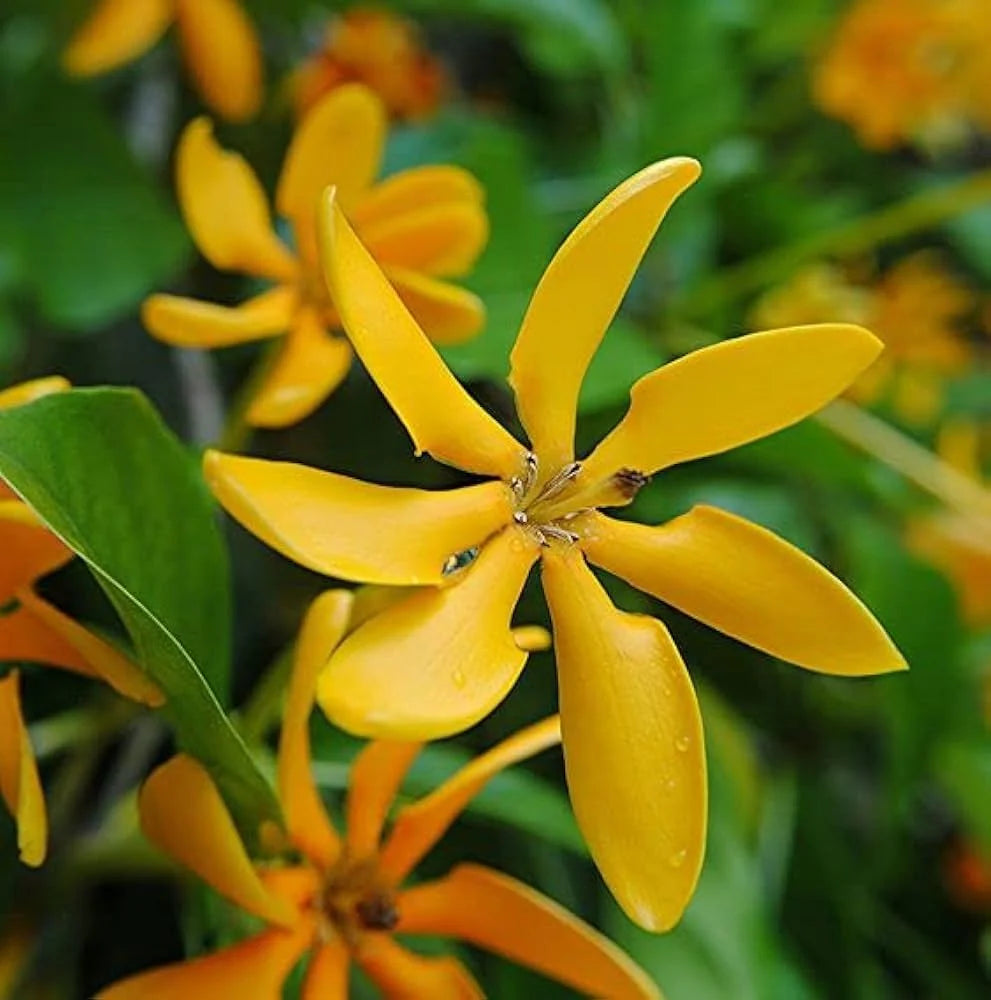 Gandharaj Yellow Flower Seeds for Garden Planting