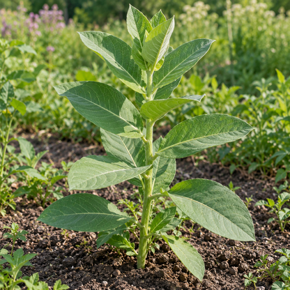 Milkweed Plant Seeds for Planting – Wildlife-Friendly Blooms for Butterfly Gardens