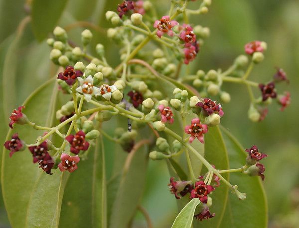 Santalum album Seeds - Indian Sandalwood Tree