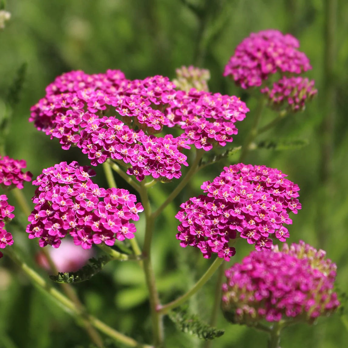 achillea-cerise-queen-seeds-for-garden-planting