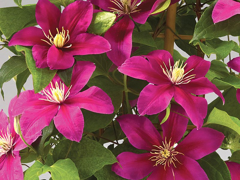 clematis-creeper-seeds-clematis-flower-seeds-for-garden