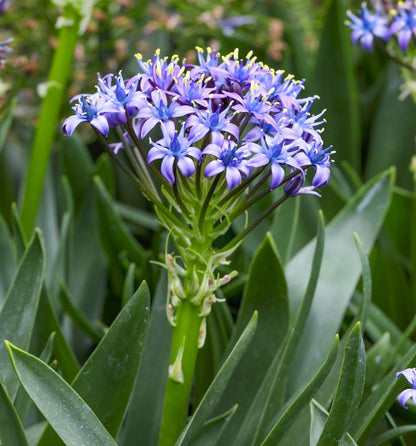 Scilla peruviana Peruvian Squill Flower Seeds for Planting