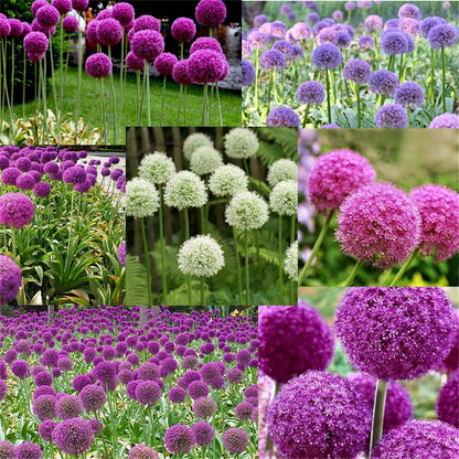 Allium Choice Mixture Flower Seeds – Ornamental Perennial for Planting