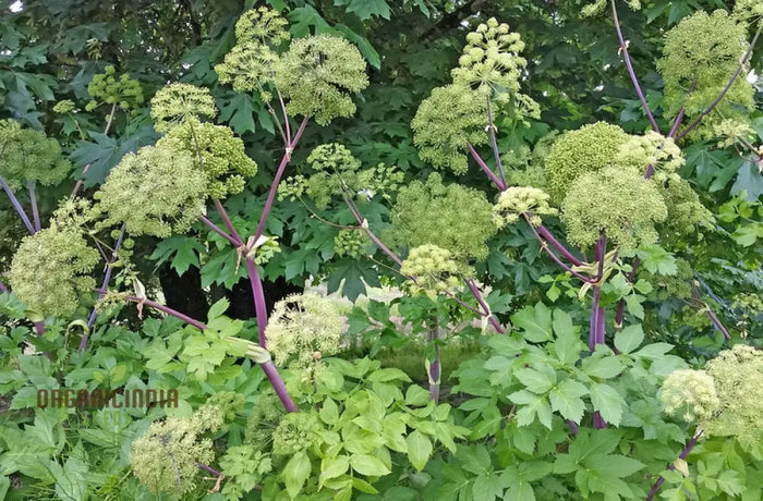 angelica-holy-ghost-seeds-for-planting-premium-garden-ready-herb