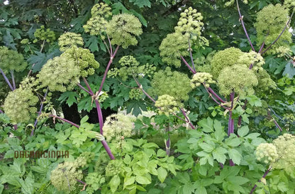 Angelica Holy Ghost Seeds for Planting – Premium Garden-Ready Herb