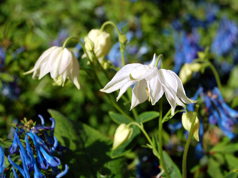Aquilegia Clematiflora Blue Flower Seeds for Garden Planting