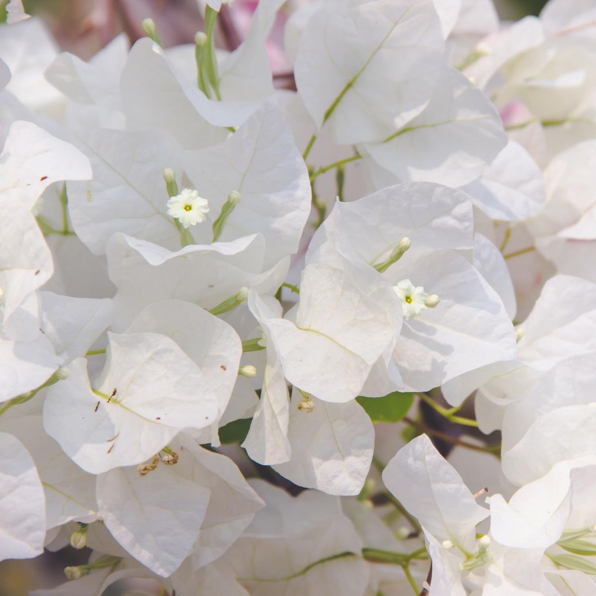 White Bougainvillea Flower Seeds – 50pcs Pack Pure White Bracts