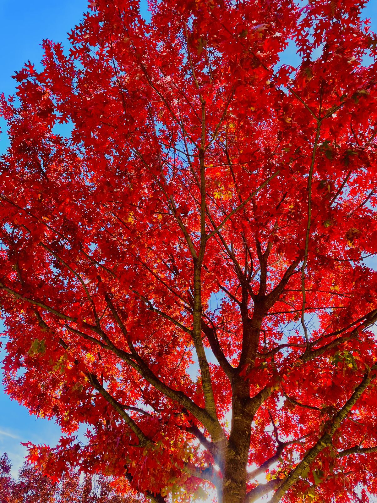 Red Oak Tree Seeds for Planting
