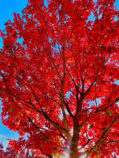 Red Oak Tree Seeds for Planting
