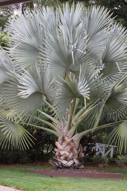 Bismarck Palm Seeds – Bismarckia Nobilis Drought-Tolerant Tree
