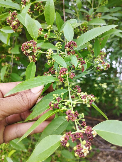 Santalum album Seeds - Indian Sandalwood Tree