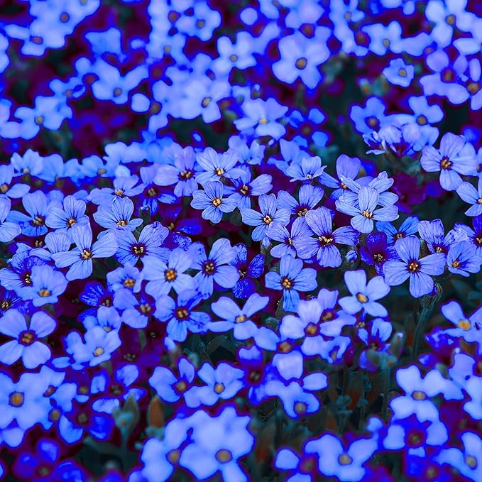 Blue Rock Cress Seeds – Perennial Ground Cover Garden Blooms