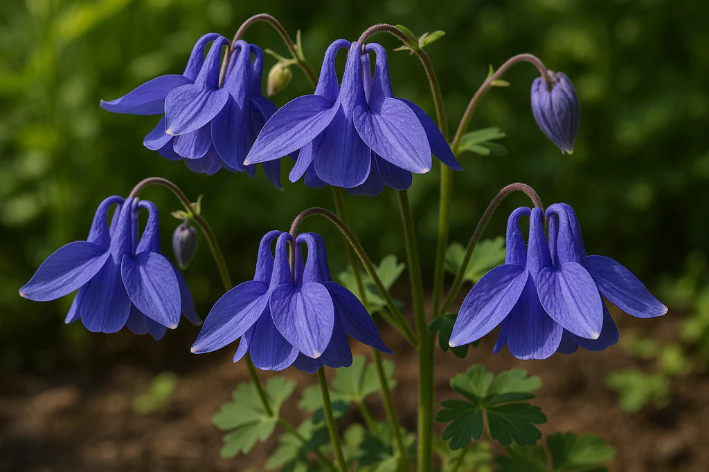aquilegia-clematiflora-blue-flower-seeds-for-garden-planting