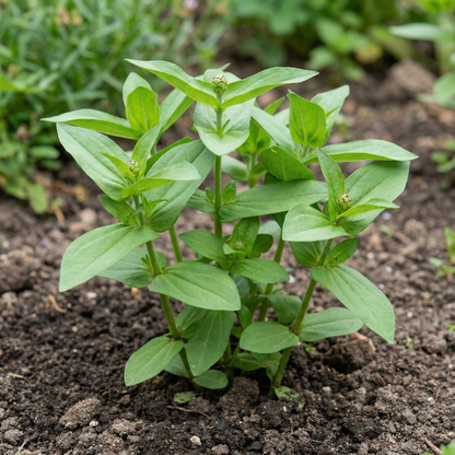 Zinnia Orange King Flower Seeds for Planting