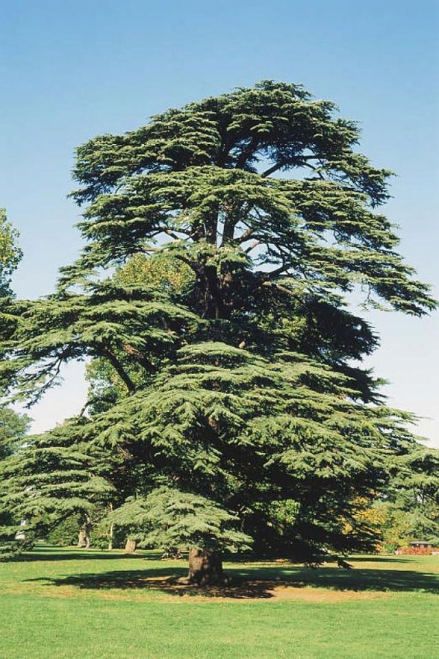cedrus-libani-seeds-cedar-of-lebanon-evergreen-tree