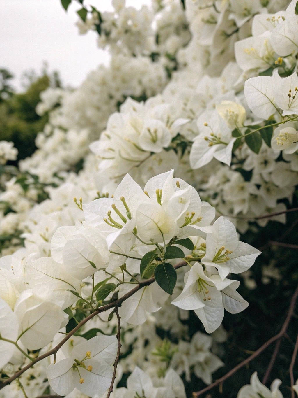 White Bougainvillea Flower Seeds – 50pcs Pack Pure White Bracts