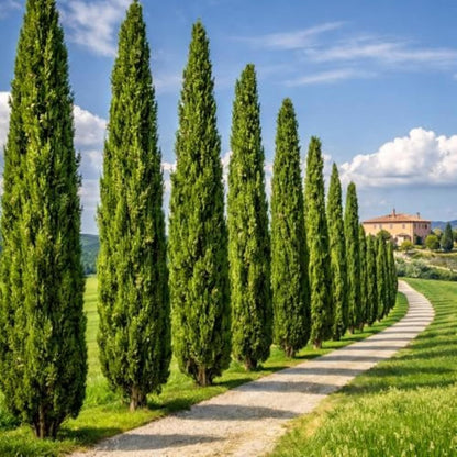 Italian Cypress Narrow Columnar Tree Seeds Cupressus Sempervirens Stricta