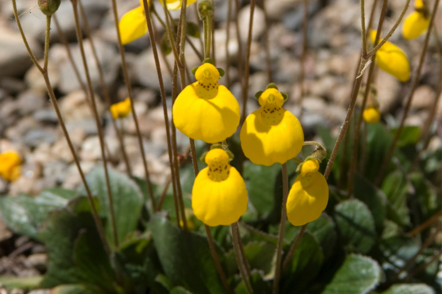 Calceolaria Falklandica Flower Seeds for Garden Planting