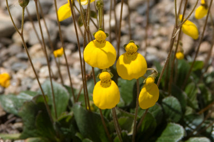 Calceolaria Falklandica Flower Seeds for Garden Planting