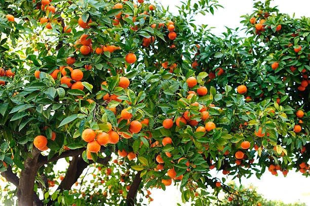 Cara Cara Orange Seeds for Planting